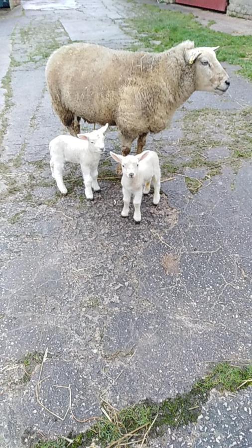 Conwy Pen Cefn Farm Holiday อะแบร์เกล ภายนอก รูปภาพ