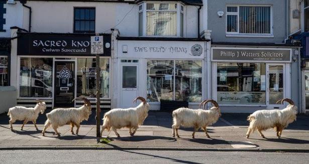 Conwy Pen Cefn Farm Holiday อะแบร์เกล ภายนอก รูปภาพ
