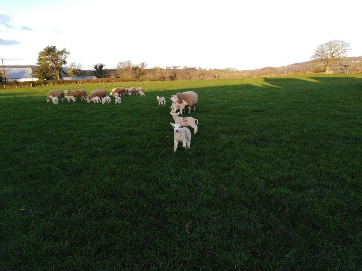 Conwy Pen Cefn Farm Holiday อะแบร์เกล ภายนอก รูปภาพ